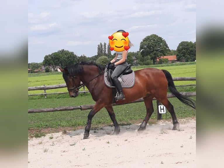 Poney de selle belge Hongre 16 Ans 148 cm Bai in Beerse