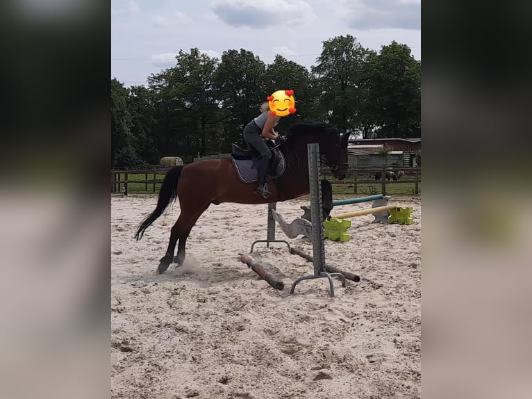 Poney de selle belge Hongre 16 Ans 148 cm Bai in Beerse