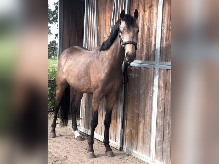 Poney de selle belge Hongre 2 Ans 141 cm  in Retie