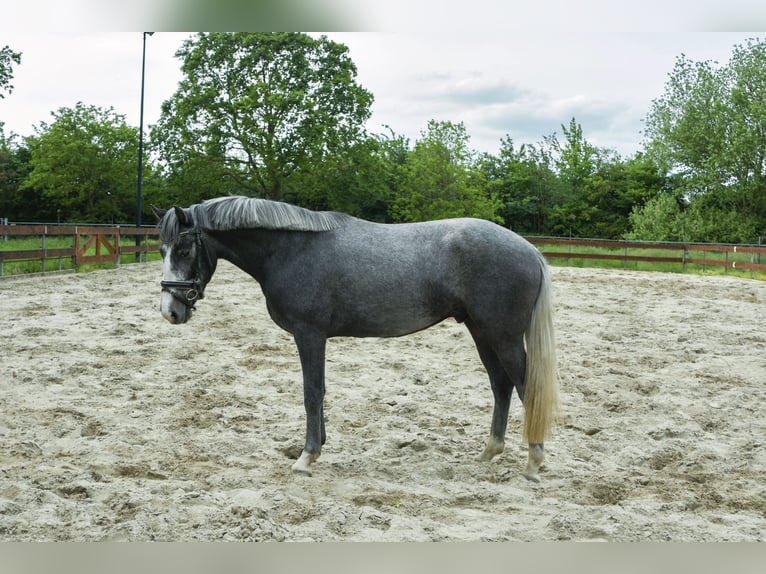 Poney de selle belge Hongre 3 Ans 146 cm Gris in Berghem