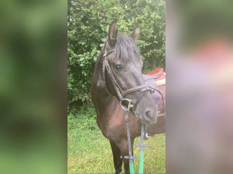 Poney de selle belge Hongre 4 Ans 146 cm Bai brun foncé in Liège