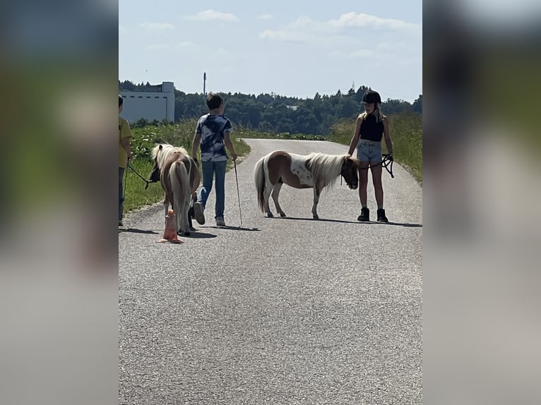 Poney de selle belge Hongre 4 Ans in Uttendorf