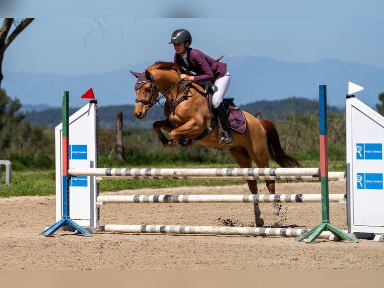 Poney de selle belge Hongre 5 Ans 138 cm Alezan cuivré in Olost