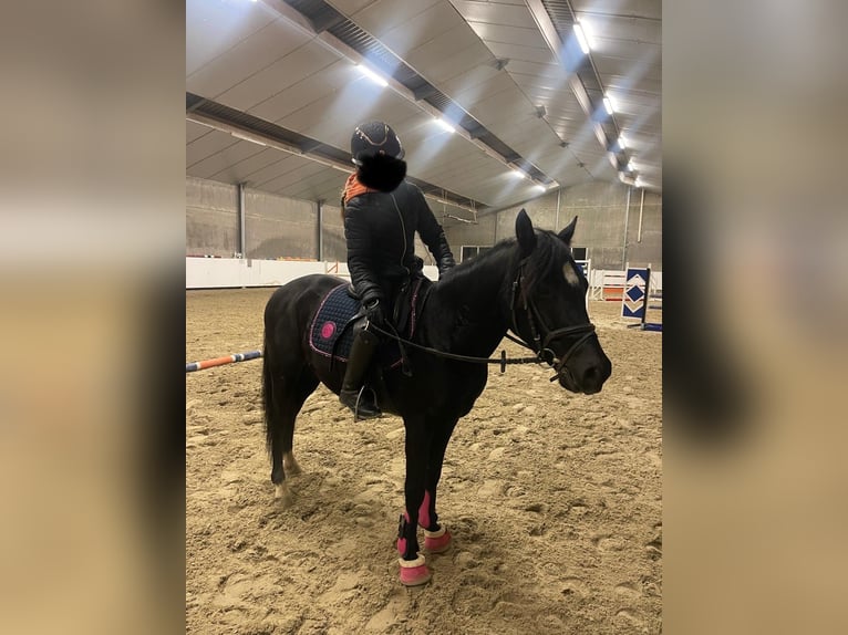 Poney de selle belge Hongre 5 Ans 138 cm Bai brun foncé in Wuustwezel
