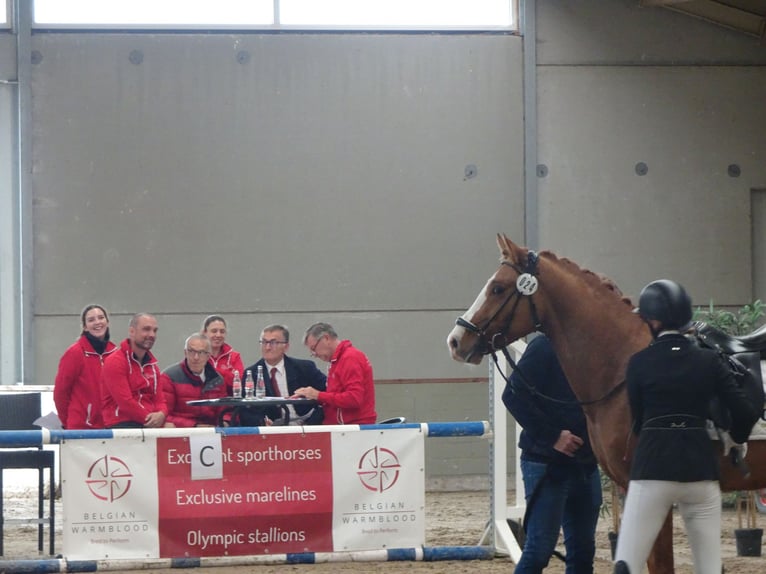 Poney de selle belge Hongre 5 Ans 146 cm Alezan in Poperinge