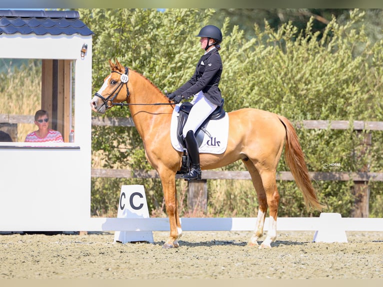 Poney de selle belge Hongre 5 Ans 146 cm Alezan in Poperinge