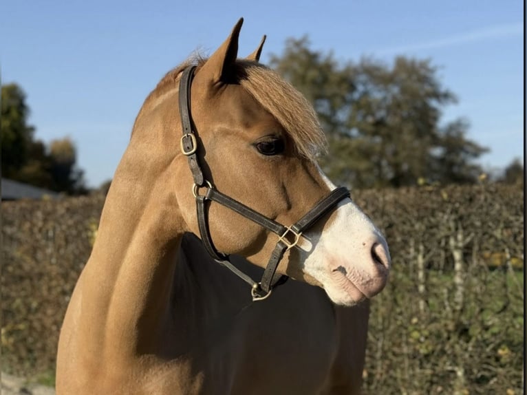 Poney de selle belge Hongre 5 Ans 146 cm Alezan in Schwieberdingen