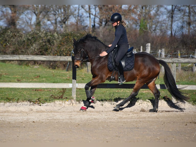 Poney de selle belge Hongre 6 Ans 148 cm Bai brun in Feurs