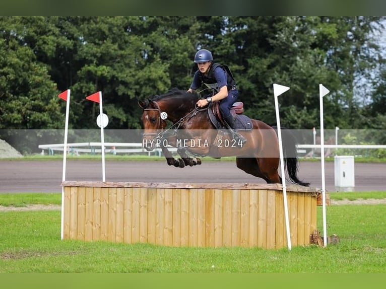 Poney de selle belge Hongre 6 Ans 148 cm Bai in Zutendaal Poney de selle belge Hongre 6 Ans 148 cm Bai in Zutendaal