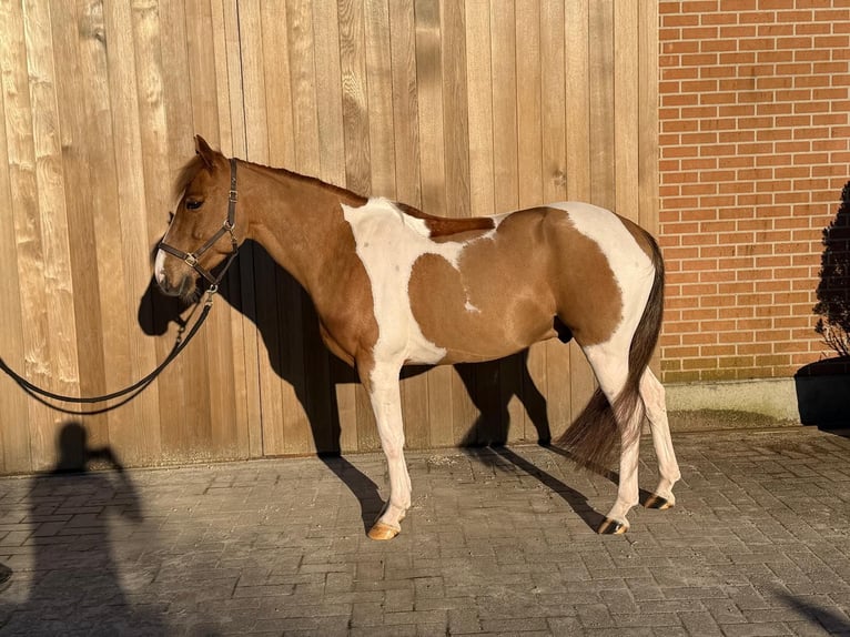 Poney de selle belge Hongre 8 Ans 138 cm Pinto in Ravels