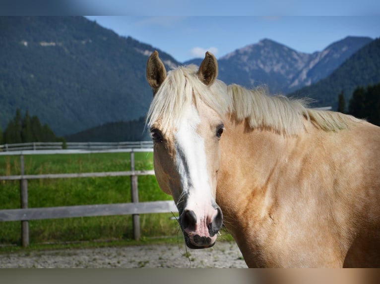 Poney de selle belge Jument 10 Ans 134 cm Palomino in Reutte