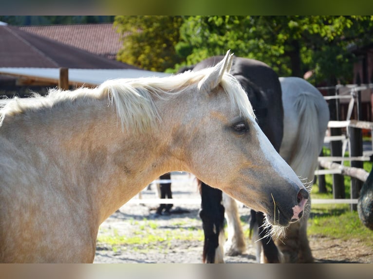 Poney de selle belge Jument 10 Ans 134 cm Palomino in Reutte