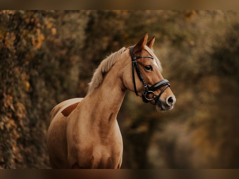 Poney de selle belge Jument 10 Ans 146 cm Alezan in Ilsfeld