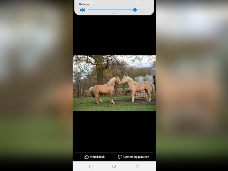 Poney de selle belge Jument 11 Ans 144 cm Palomino in Annen