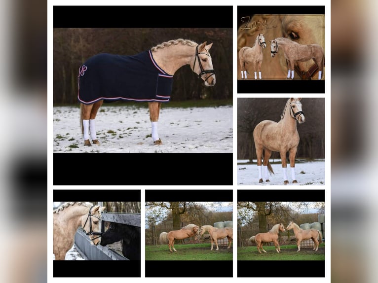 Poney de selle belge Jument 11 Ans 144 cm Palomino in Annen