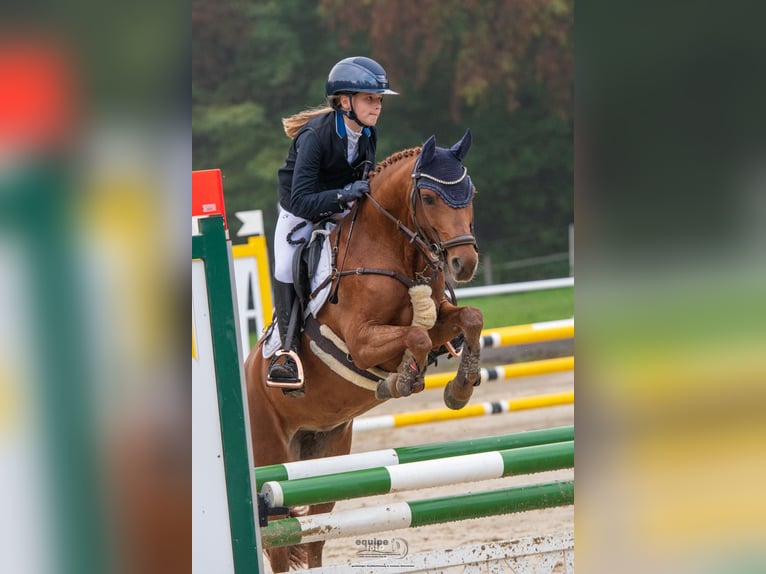 Poney de selle belge Jument 13 Ans 131 cm Alezan brûlé in Uedem