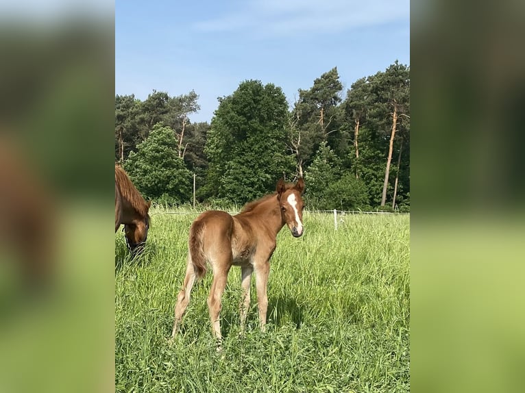 Poney de selle belge Jument 13 Ans 131 cm Alezan brûlé in Uedem