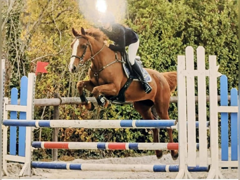 Poney de selle belge Jument 13 Ans 149 cm Alezan in chemin sauterre