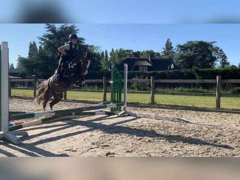 Poney de selle belge Jument 14 Ans 126 cm Alezan in Herk de stad