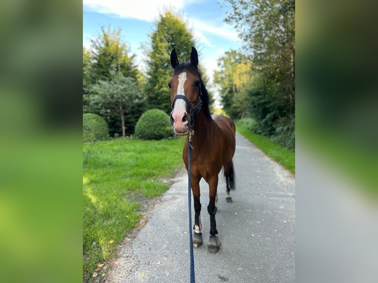 Poney de selle belge Jument 15 Ans 146 cm Bai in Paderborn