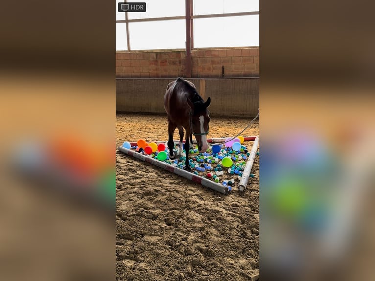 Poney de selle belge Jument 15 Ans 146 cm Bai in Paderborn