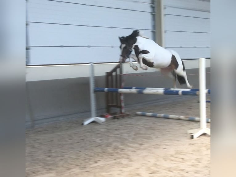Poney de selle belge Jument 16 Ans 151 cm Bai brun foncé in Komen
