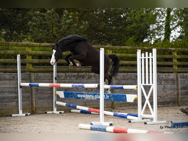 Poney de selle belge Jument 16 Ans 151 cm Bai brun foncé in Komen