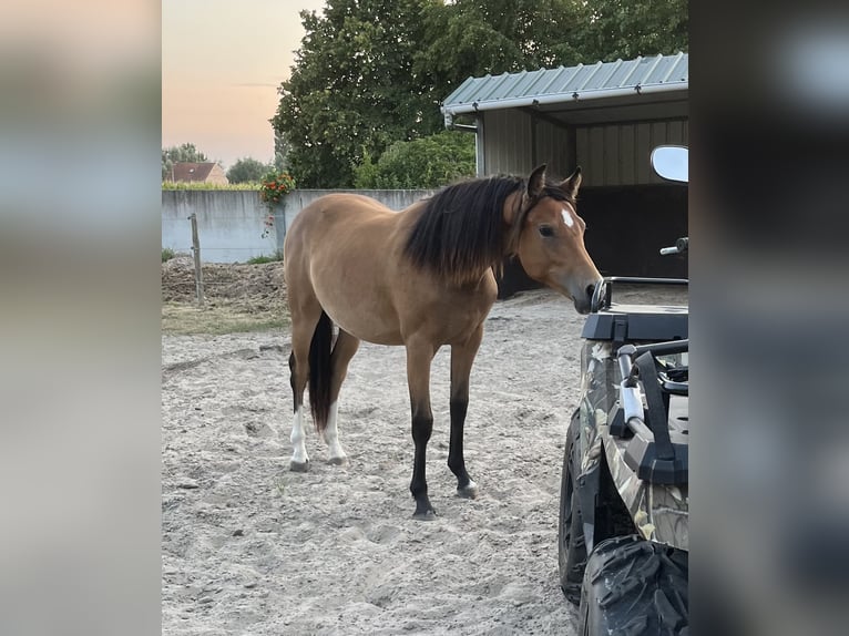 Poney de selle belge Jument 16 Ans 151 cm Bai brun foncé in Komen