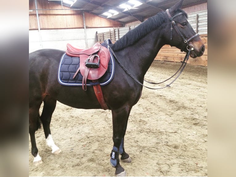 Poney de selle belge Jument 16 Ans 151 cm Bai brun foncé in Komen