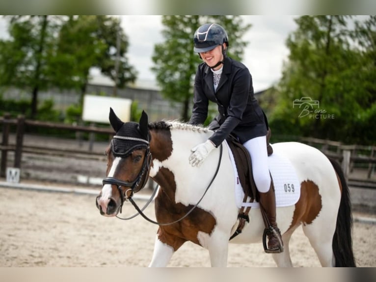 Poney de selle belge Jument 16 Ans 151 cm Bai brun foncé in Komen