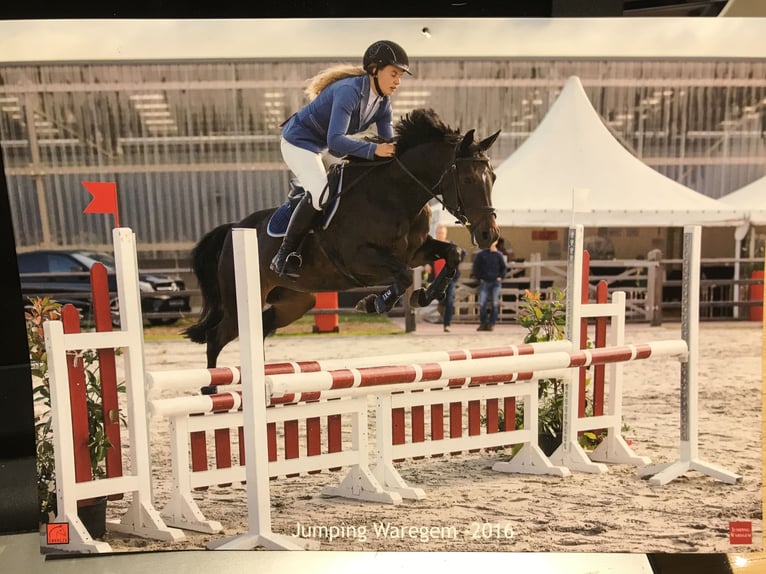 Poney de selle belge Jument 16 Ans 151 cm Bai brun foncé in Komen