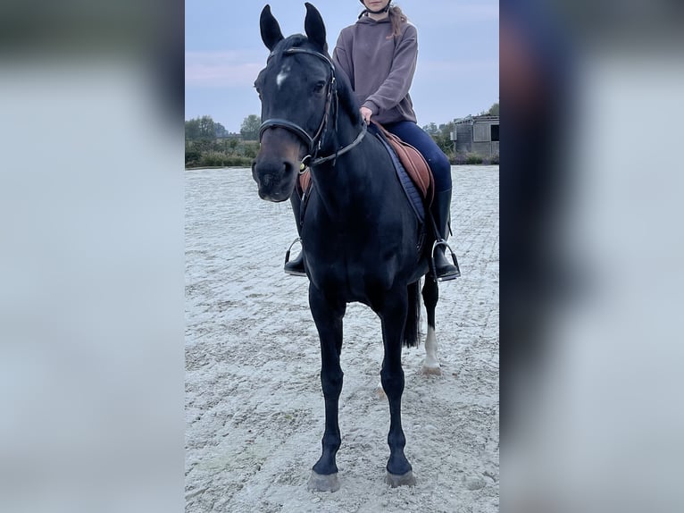 Poney de selle belge Jument 16 Ans 151 cm Bai brun foncé in Komen