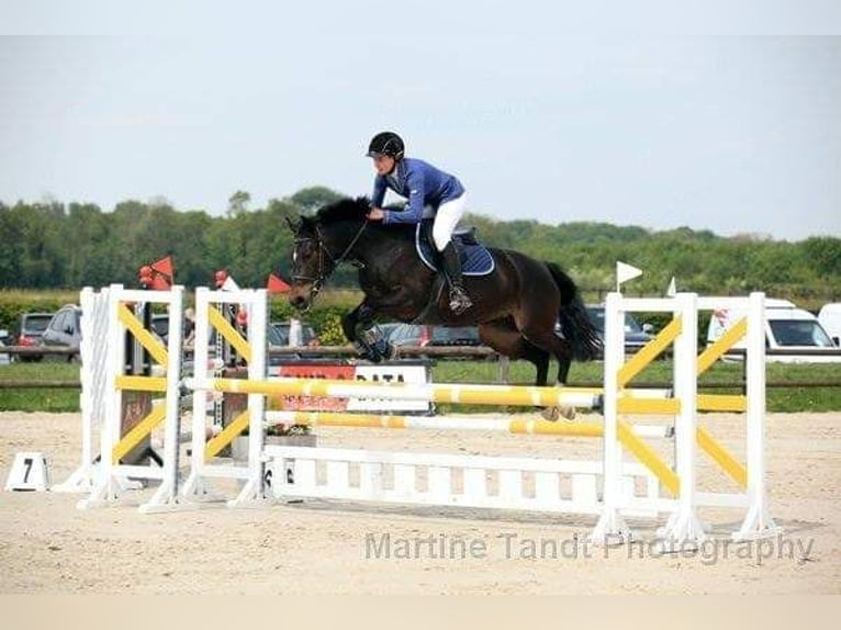 Poney de selle belge Jument 16 Ans 151 cm Bai brun foncé in Komen