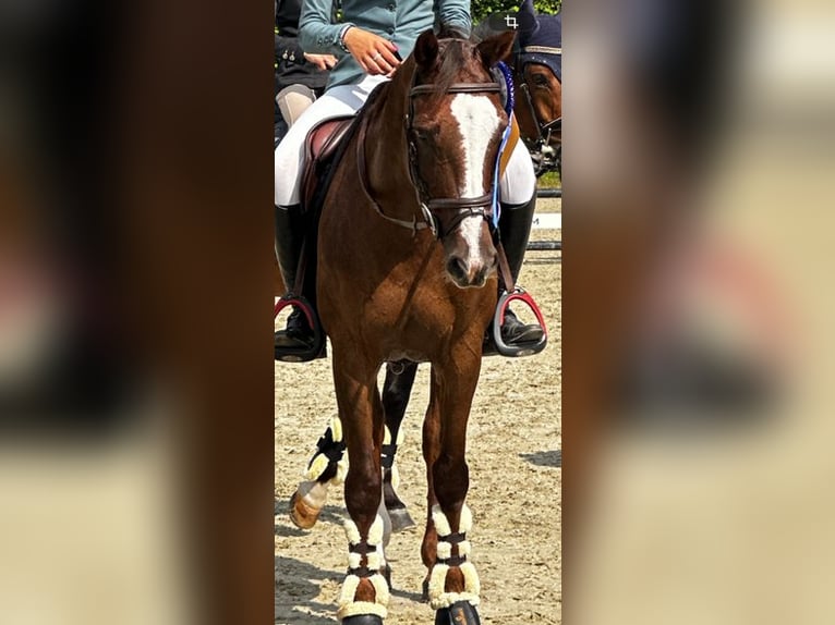 Poney de selle belge Jument 18 Ans  in Diepenbeek
