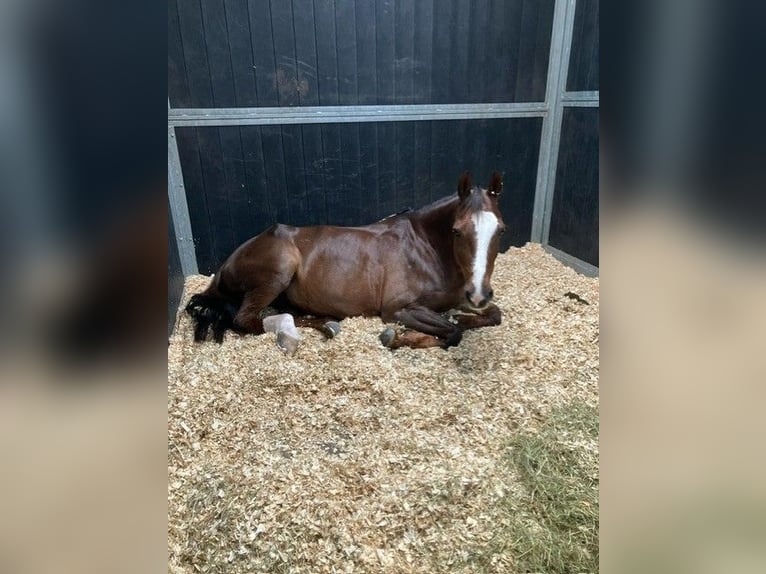 Poney de selle belge Jument 18 Ans  in Diepenbeek