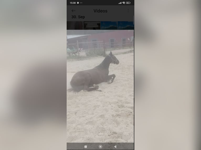 Poney de selle belge Jument 1 Année Bai brun foncé in H&#xFC;ckelhoven