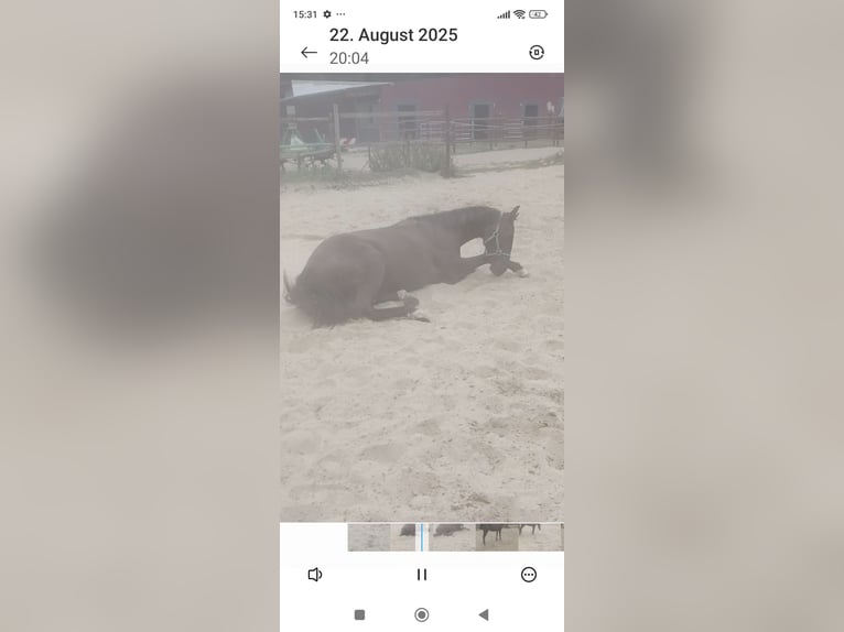 Poney de selle belge Jument 1 Année Bai brun foncé in H&#xFC;ckelhoven