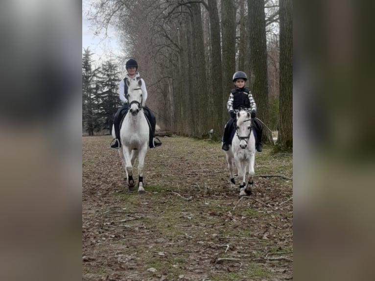 Poney de selle belge Jument 23 Ans 128 cm Gris in Berg