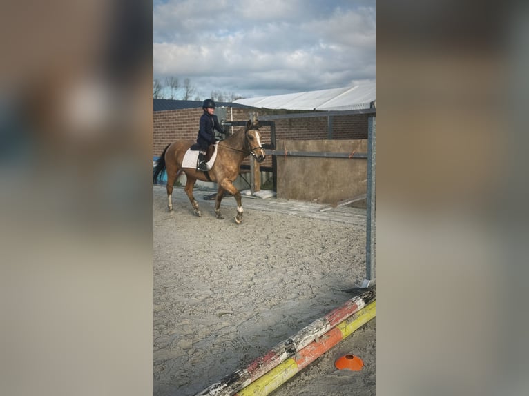 Poney de selle belge Jument 27 Ans 145 cm Champagne in Ruisbroek