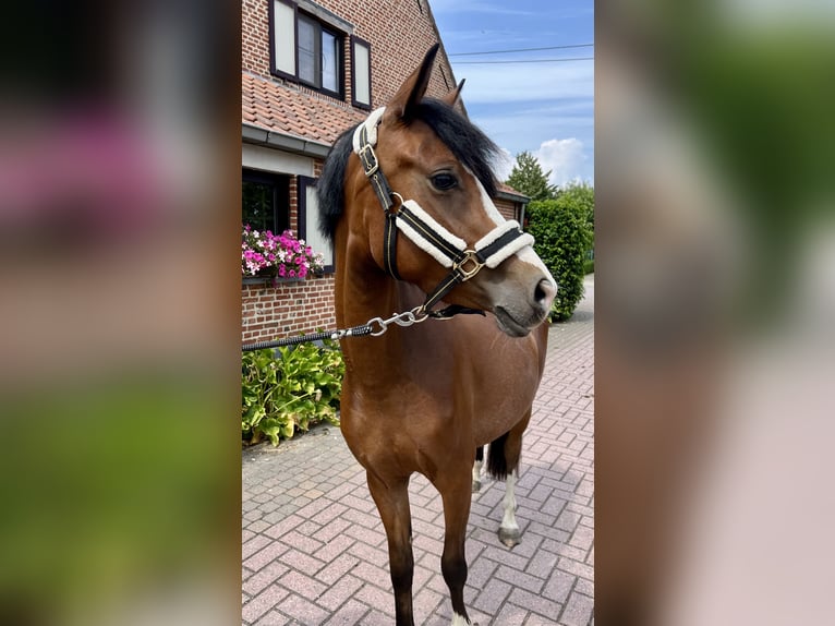 Poney de selle belge Jument 3 Ans 136 cm Bai in GROTE-BROGEL