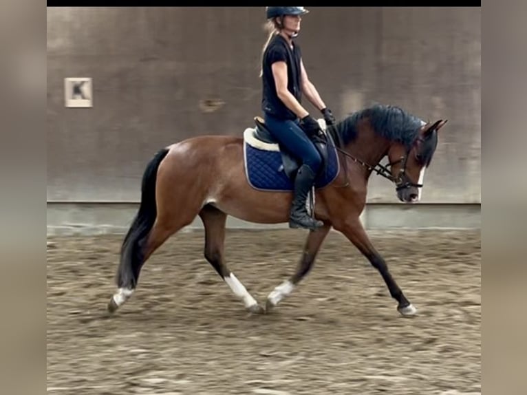 Poney de selle belge Jument 3 Ans 136 cm Bai in GROTE-BROGEL