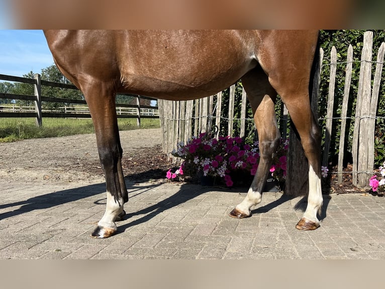 Poney de selle belge Jument 3 Ans 136 cm Bai in GROTE-BROGEL