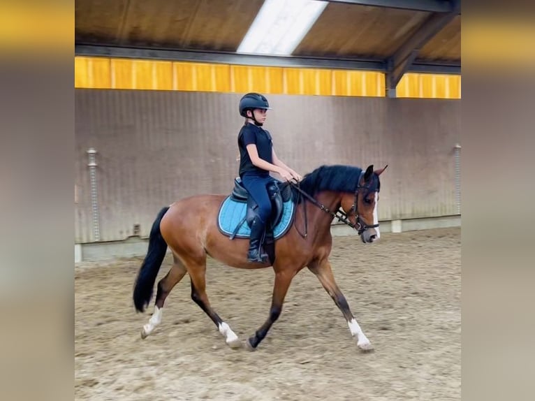 Poney de selle belge Jument 3 Ans 136 cm Bai in GROTE-BROGEL