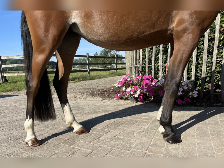 Poney de selle belge Jument 3 Ans 136 cm Bai in GROTE-BROGEL