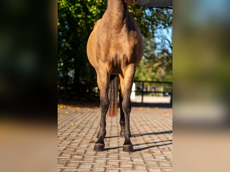 Poney de selle belge Jument 3 Ans 145 cm Aubère in Kaulille