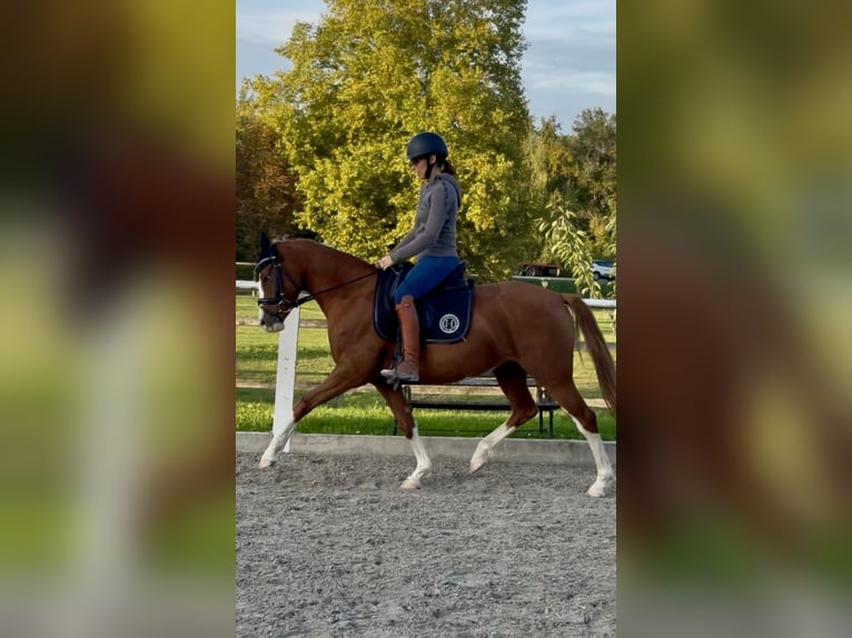 Poney de selle belge Jument 4 Ans 145 cm Alezan in Illkirch-Graffenstaden