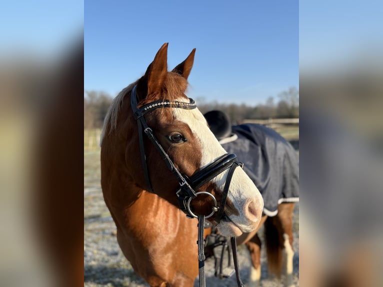 Poney de selle belge Jument 4 Ans 145 cm Alezan in Illkirch-Graffenstaden
