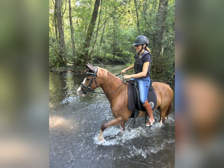 Poney de selle belge Jument 4 Ans 145 cm Alezan in Illkirch-Graffenstaden
