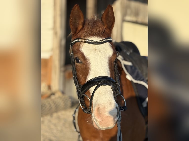 Poney de selle belge Jument 4 Ans 145 cm Alezan in Illkirch-Graffenstaden