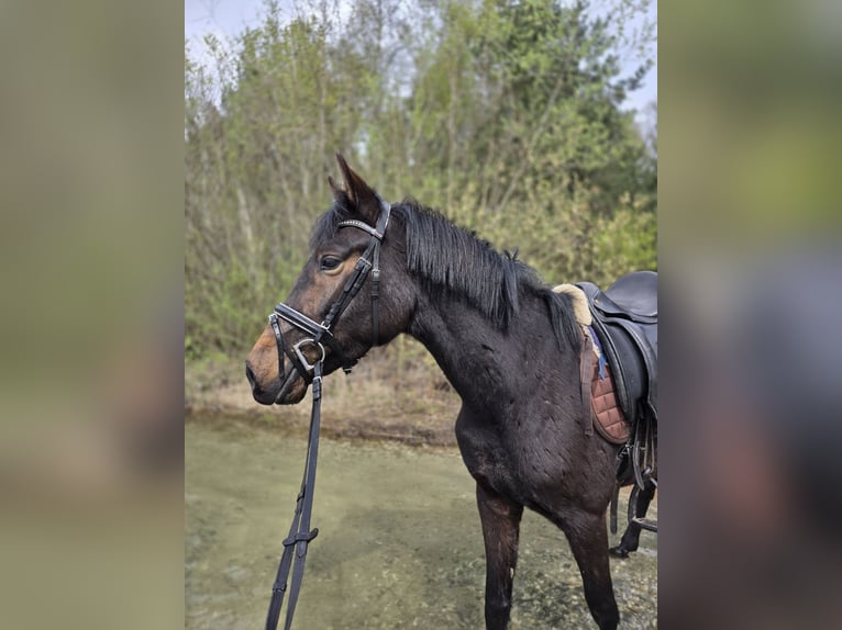 Poney de selle belge Croisé Jument 4 Ans 147 cm Bai in Grote-Brogel